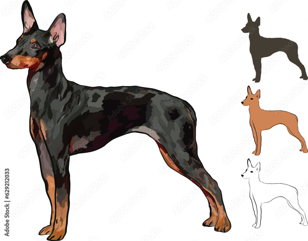 Standing English toy terrier detailed drawn dog. Cute side view pet. Logo design, dog silhouette and outlines, dog stroke. Pet character postcard art. Funny dog mascot. Detailed small pet illustration