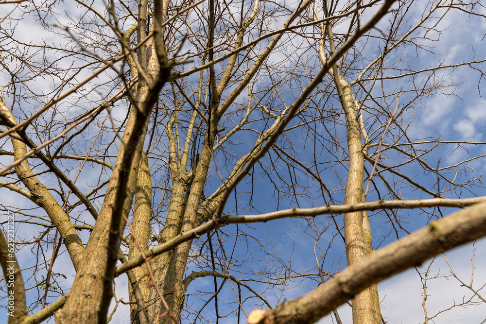 deciduous trees without foliage in spring deciduous trees without foliage in spring
