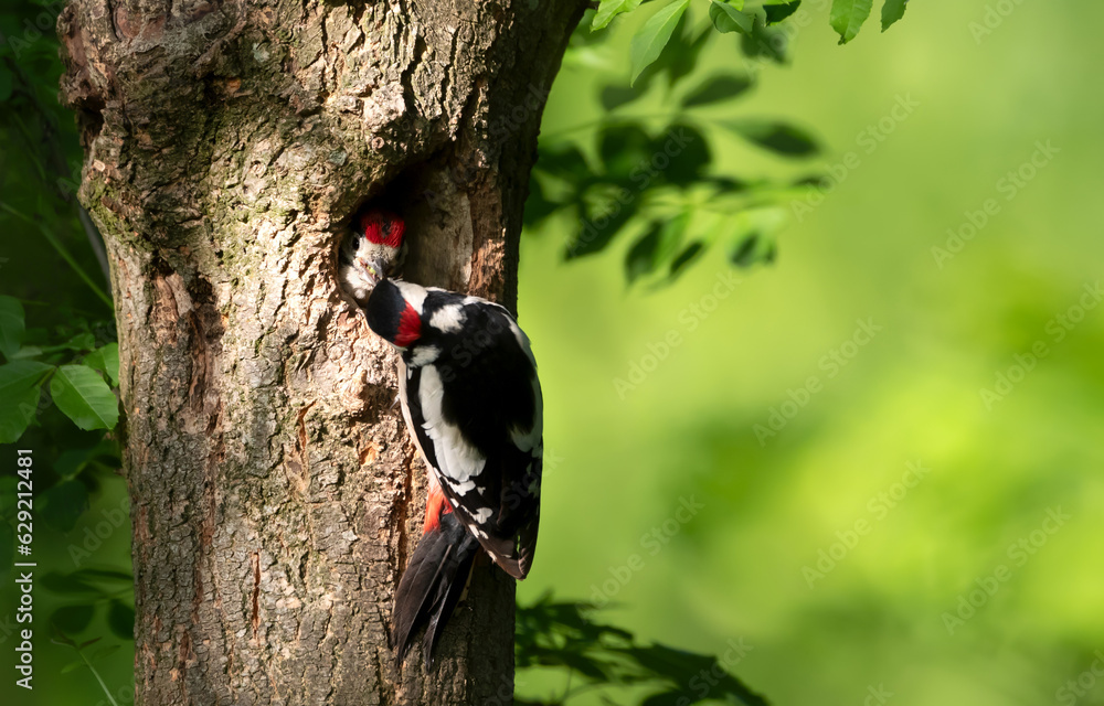 Close-up of a male great spotted woodpecker feeding chick Close-up of a male great spotted woodpecker feeding chick