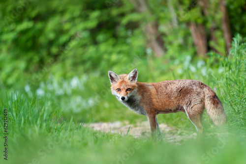 Wallpaper Mural Close-up of a Red fox in green grass Torontodigital.ca