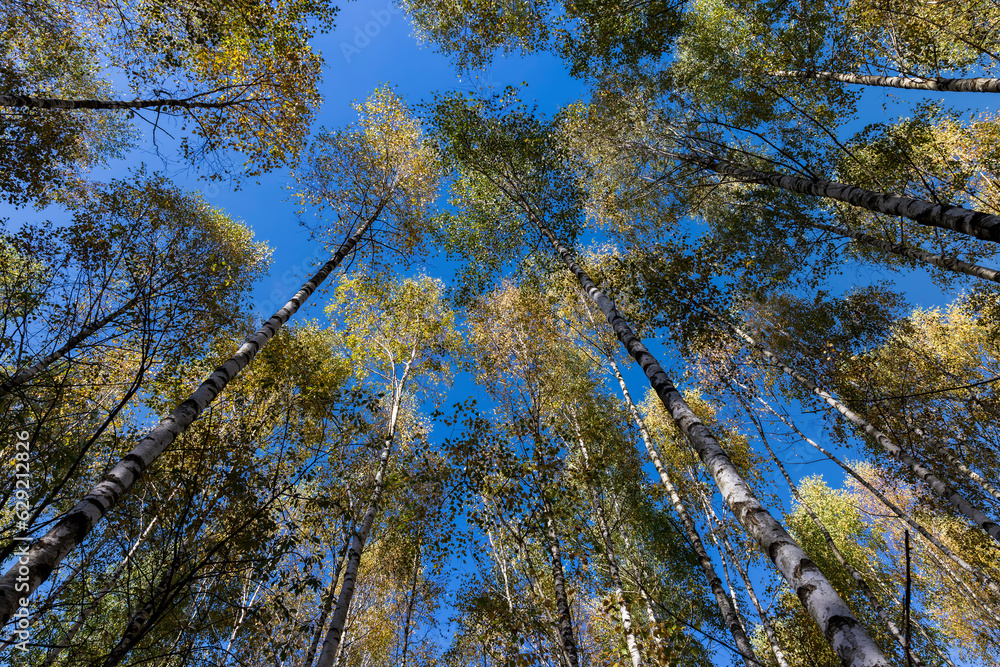 Fototapeta premium Birch forest with trees with yellow and green foliage