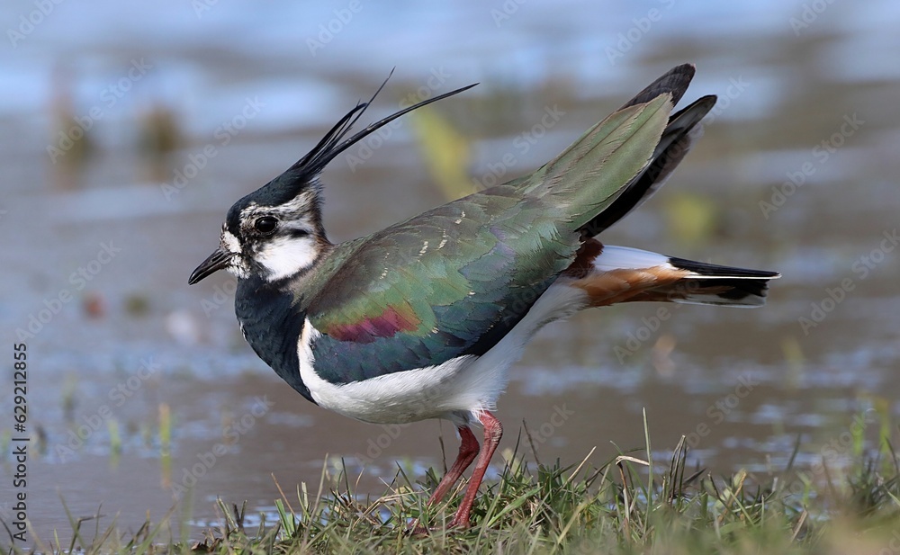 Closeup of a Northern lapwing bird perched on lush grass Closeup of a Northern lapwing bird perched on lush grass