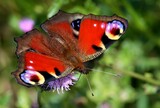 Closeup shot of a brightly-colored butterfly perched upon a vibrant flower in a lush garden