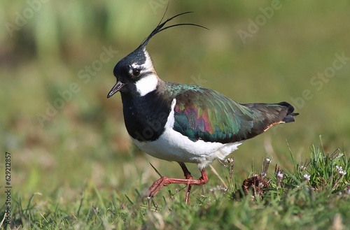 Closeup of a Northern lapwing bird perched on lush grass photo