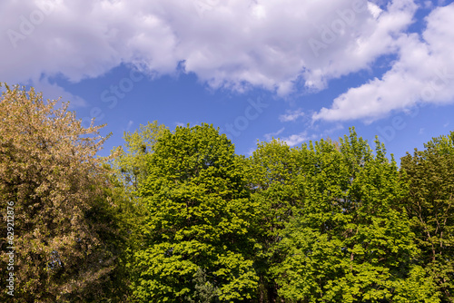 green foliage of deciduous trees in the spring season