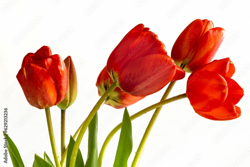 Fototapeta premium A group of red spring tulips
