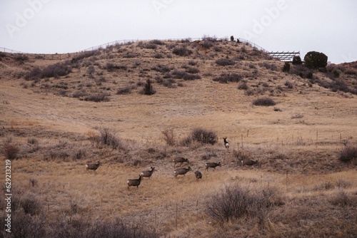 Herd of deer grazing in the field