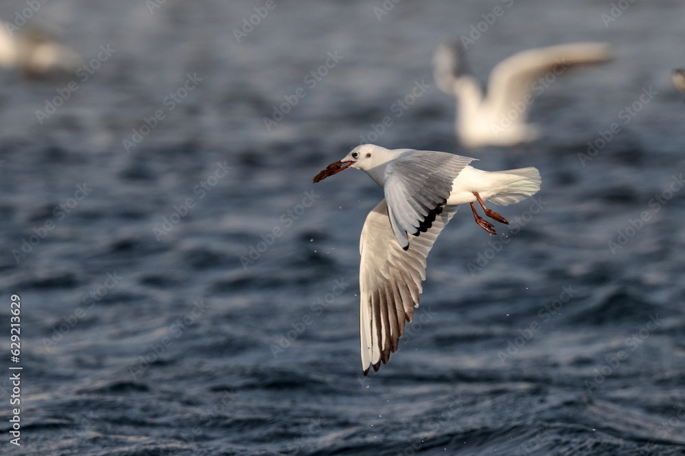 lying juvenile black headed gull carrying a clump of dried seagrasses lying juvenile black headed gull carrying a clump of dried seagrasses