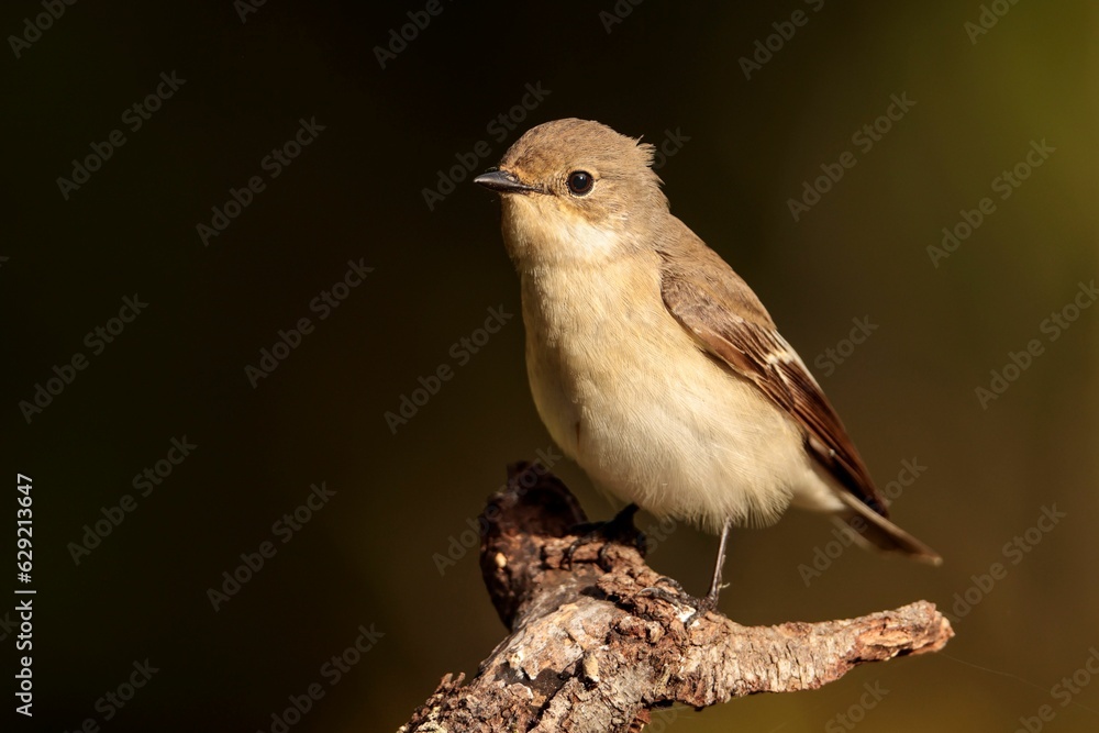 Female Pied flycatcher Ficedula hypoleuca on spring migration. Malta Female Pied flycatcher Ficedula hypoleuca on spring migration. Malta