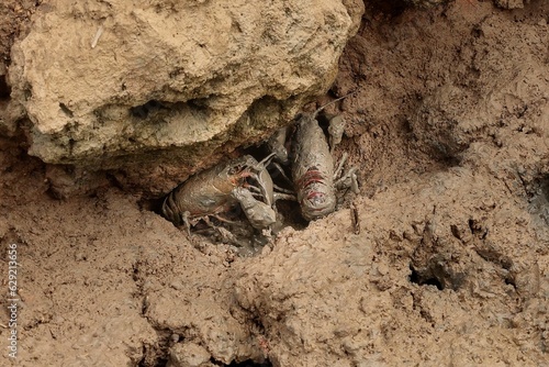 Red swamp crayfish Procambarus clarkia at the entrance to their burrow