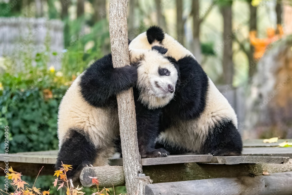 Fototapeta premium Giant panda cubs playing