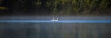 Two trumpeter swans in the mist, Yukon
