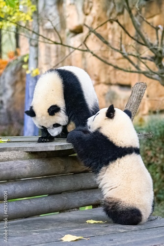 Fototapeta Naklejka Na Ścianę i Meble -  Giant panda cubs playing