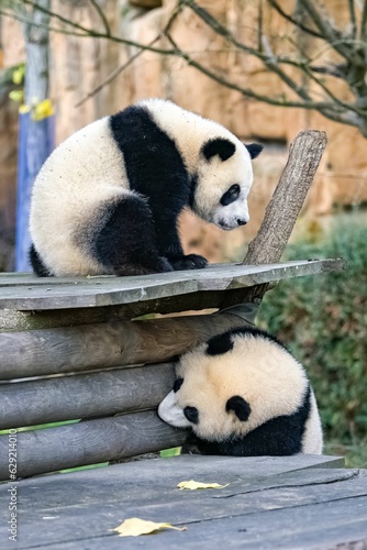 Fototapeta Naklejka Na Ścianę i Meble -  Giant panda cubs playing