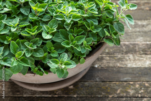 Greek Oregano growing in clay pot.