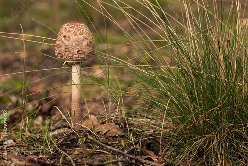 Parasol mushroom (Macrolepiota procera) in the forest. Young wild fungi specimen. Poland, Europe. photo