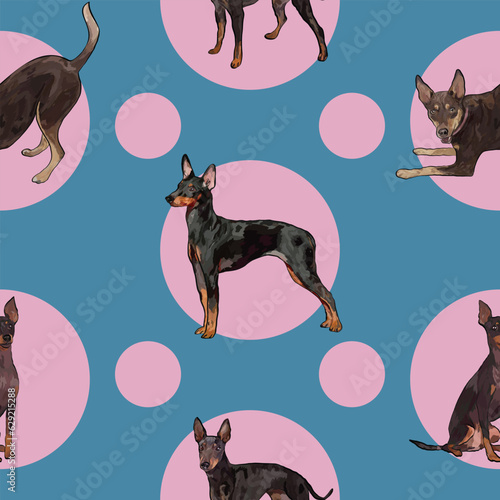 Fototapeta Seamless English toy terrier symetric pattern with blue circles