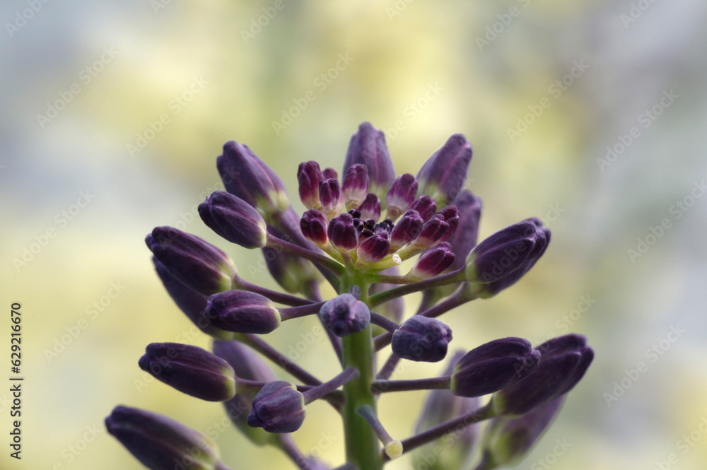 Fleur de chou