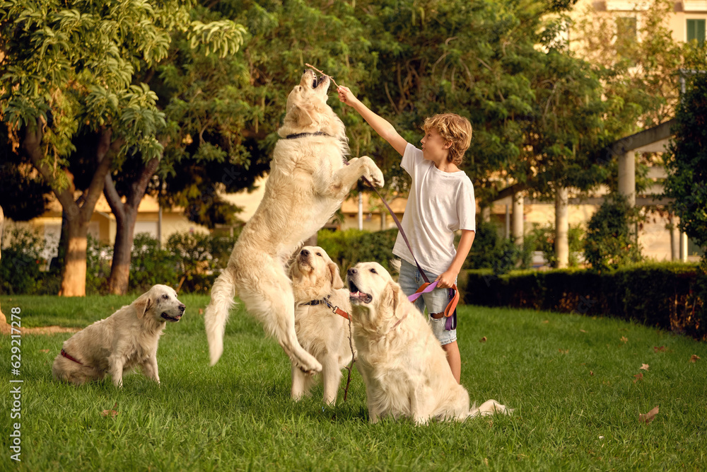 Child playing with dogs in park Child playing with dogs in park