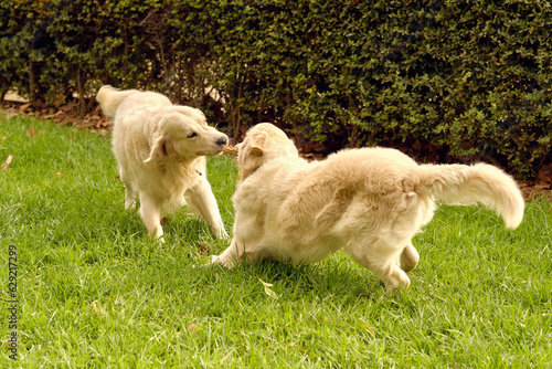 Golden Retriever dogs playing together in park © ADDICTIVE STOCK CORE