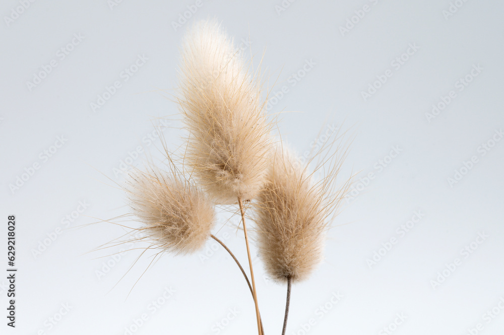 lagure ovale ou plante queue de lapin
