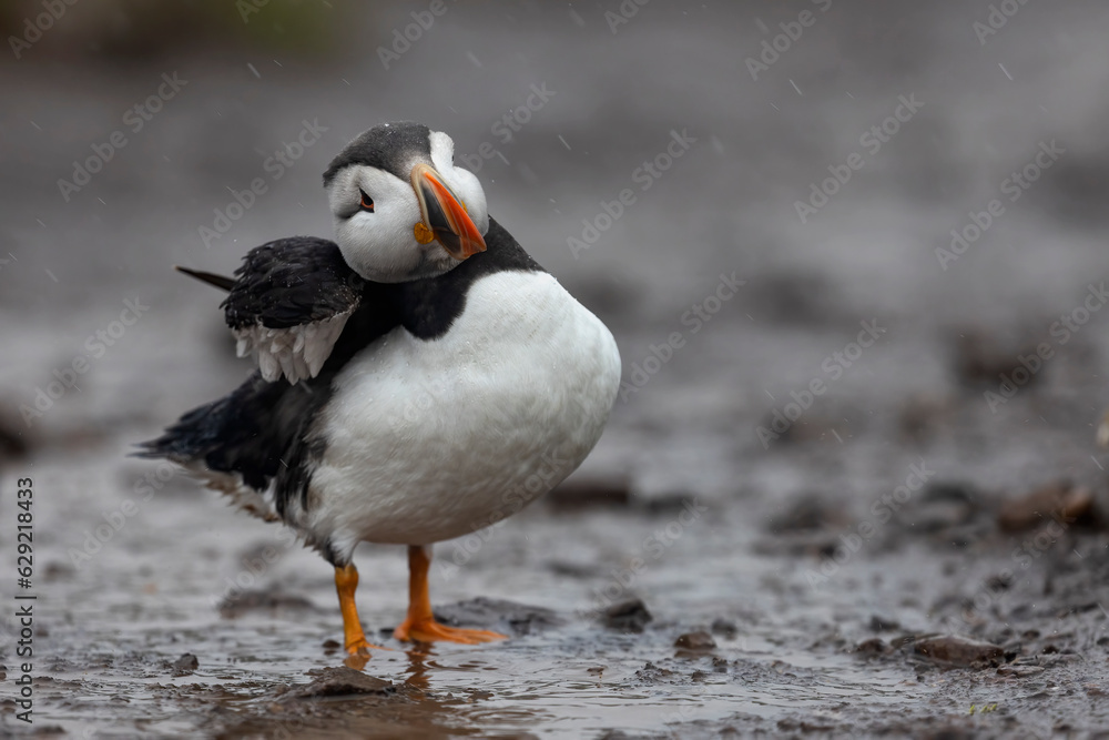 Colourful puffin bird standing on wet muddy track with neck at angle and wing partially visible Colourful puffin bird standing on wet muddy track with neck at angle and wing partially visible