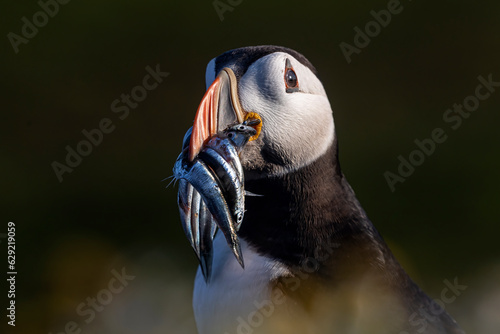 Canvas Print Head shot of colourful puffin bird with a beak full of sand eels