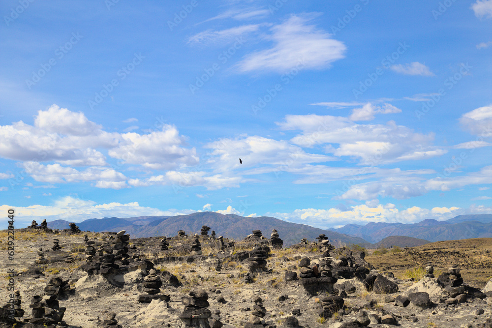 Bird in Tatacoa Desert in Colombia, beautiful adventure