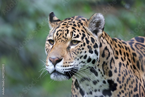 Fototapeta Naklejka Na Ścianę i Meble -  close up of a jaguar (Panthera Onca)