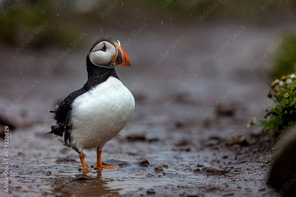Colourful puffin bird standing on wet muddy track Colourful puffin bird standing on wet muddy track