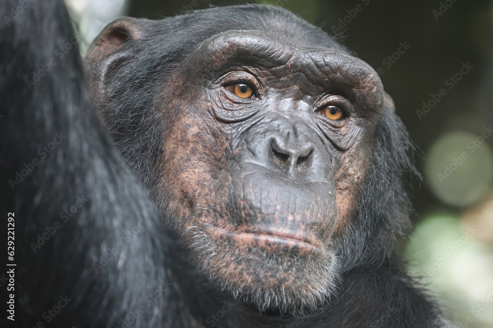 Fototapeta premium Chimpanzee primate portrait, Pan troglodytes