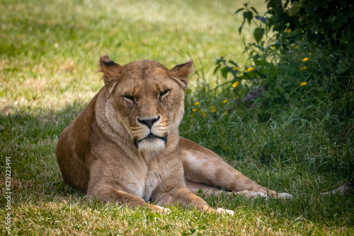 lion in the grass