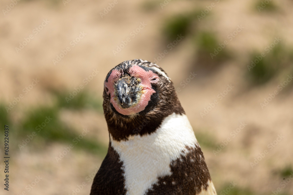 Fototapeta premium penguin in the zoo
