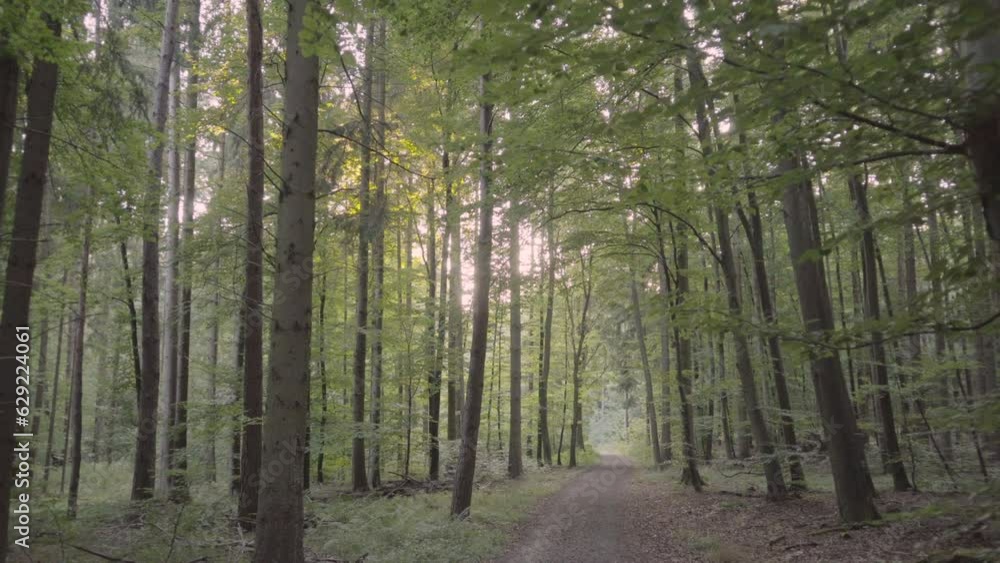 Narrow dirt road with long tree trunks in the forest Narrow dirt road with long tree trunks in the forest