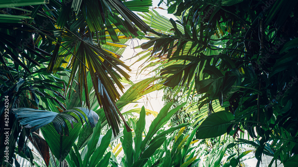 Group of dark green tropical leaves background, Nature Lush Foliage Leaf Texture, tropical leaf Group of dark green tropical leaves background, Nature Lush Foliage Leaf Texture, tropical leaf