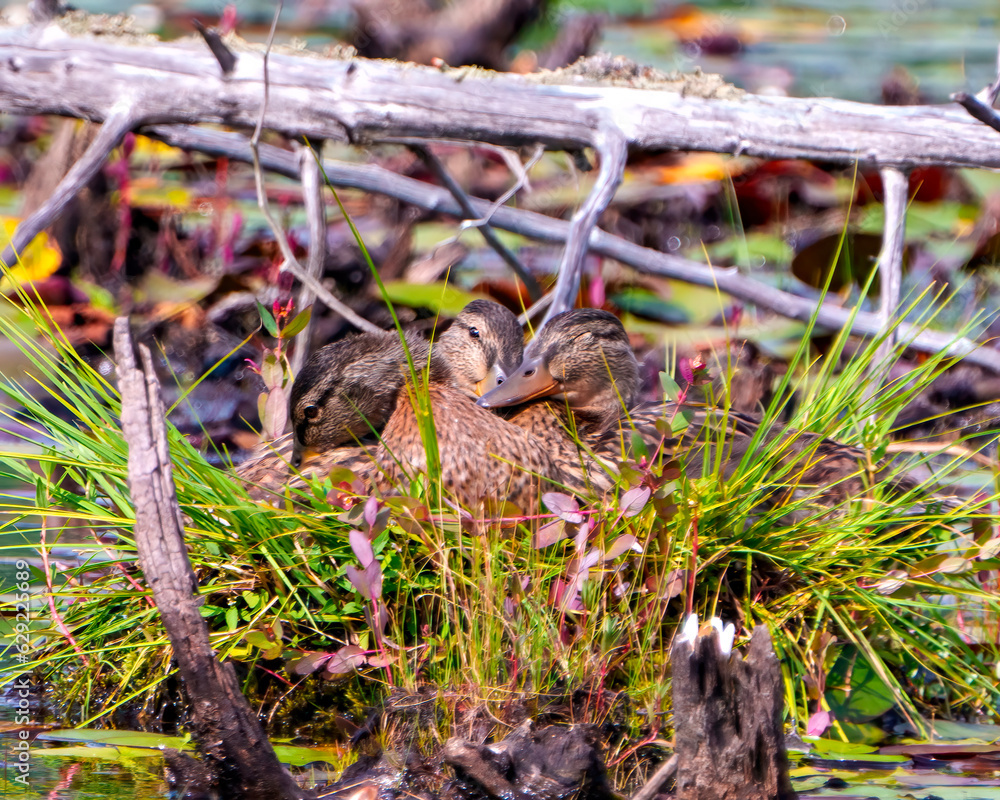 Duck Photo and Image. Ducks resting in their bird nest in their environment and habitat surrounding. Duck Photo and Image. Ducks resting in their bird nest in their environment and habitat surrounding.