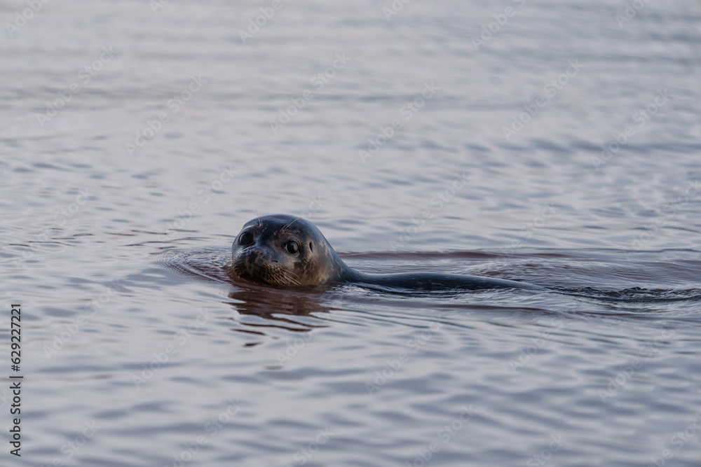 Fototapeta premium Seal swimmin in seawater