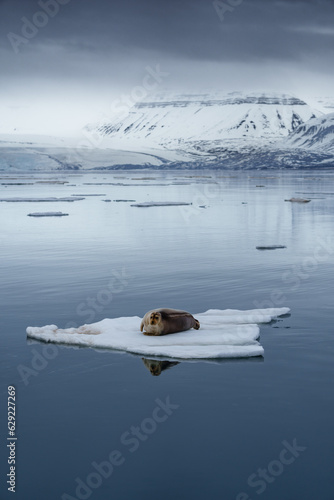 Seal lying on arctic sea ice