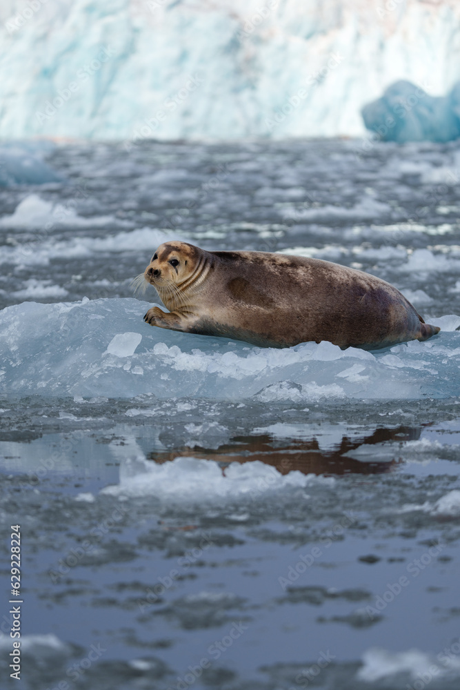 Fototapeta premium Seal lying on a chunk of ice in Svalbard