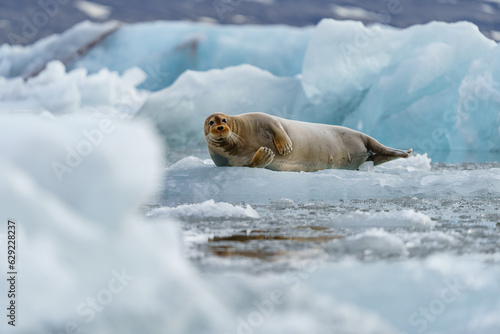 Seal lying on a chunk of ice in Svalbard photo