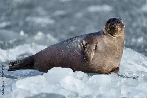 Seal lying on a chunk of ice in Svalbard