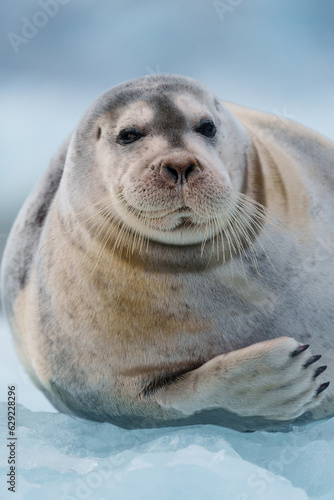 Close up of a seal in Svalbard