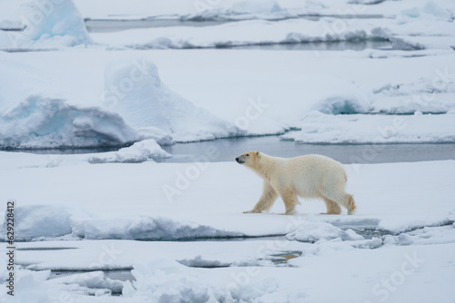 Canvas Print Polar bear walking through arctic wilderness in Svalbard