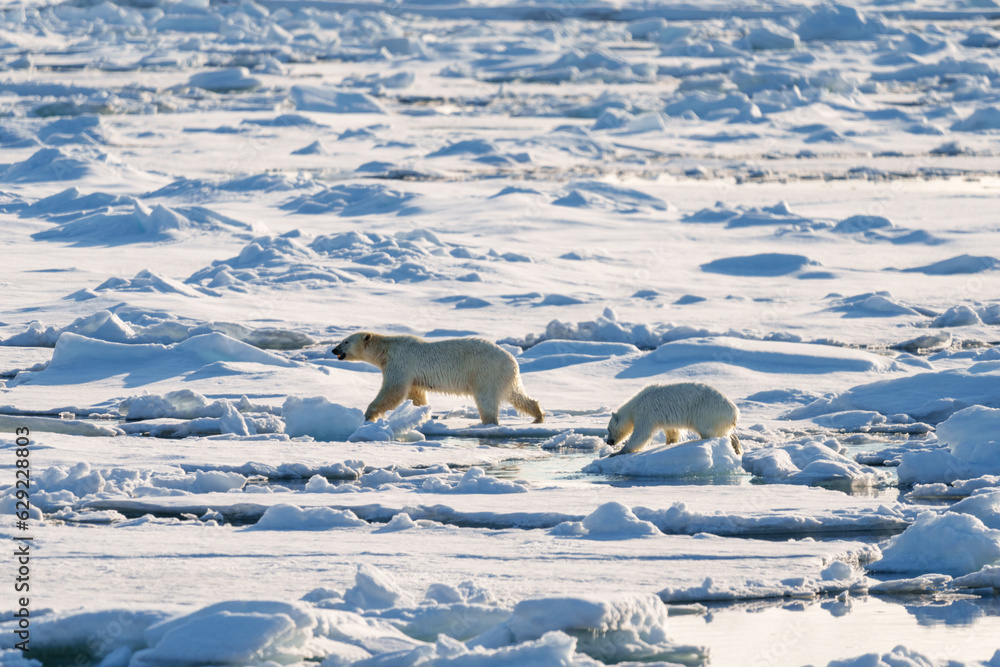 Polar bear with cub walking through the arctic wilderness in Svalbard Polar bear with cub walking through the arctic wilderness in Svalbard
