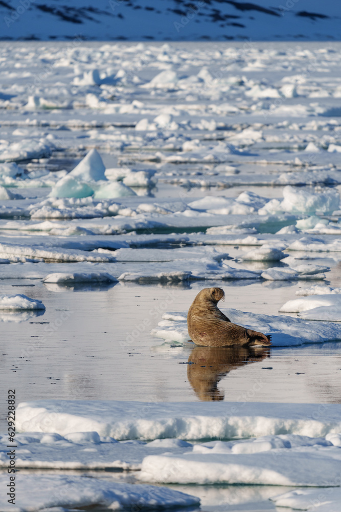 Walruses lying on a beach in Svalbard
