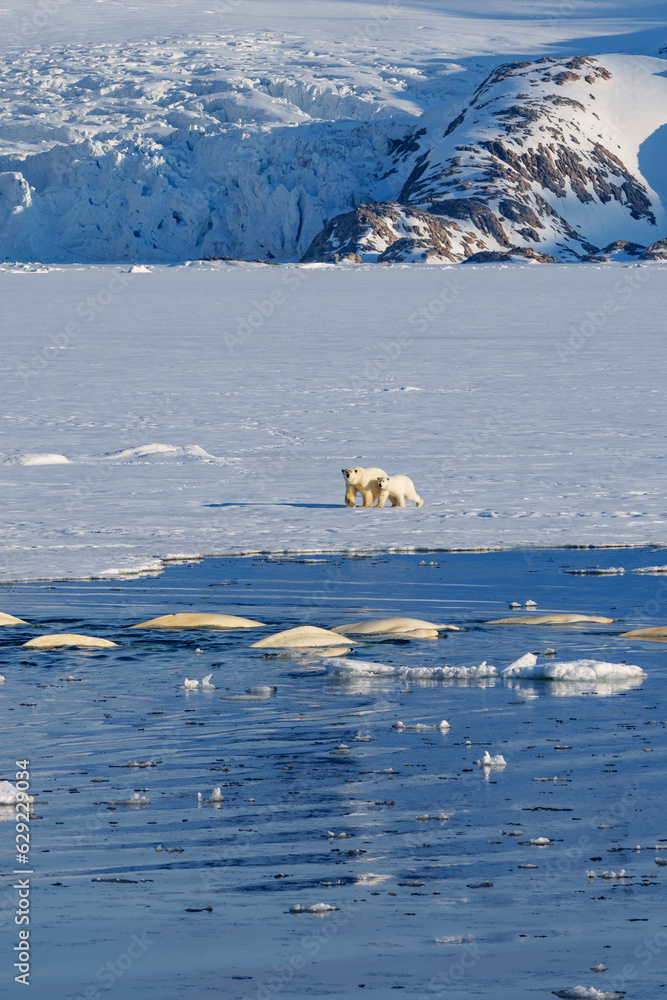 Polar bear with cub checking out a pod of beluga whales swimming close to the ice Polar bear with cub checking out a pod of beluga whales swimming close to the ice