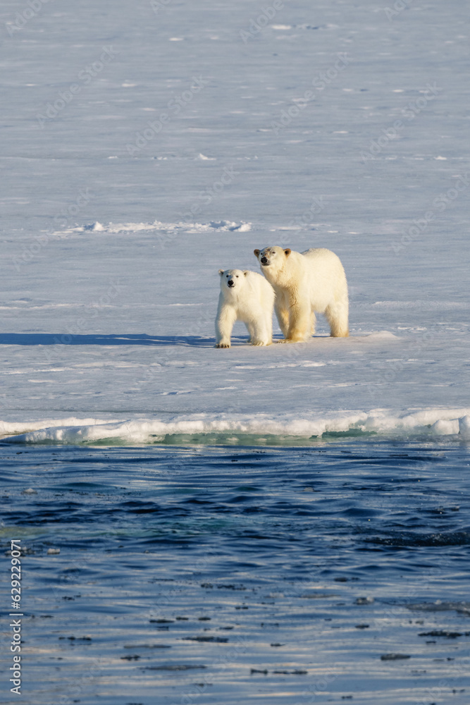 Polar bear with cub walking through the arctic wilderness in Svalbard Polar bear with cub walking through the arctic wilderness in Svalbard