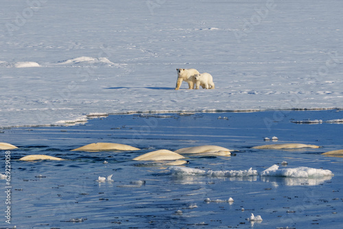 Foto Polar bear with cub checking out a pod of beluga whales swimming close to the ic