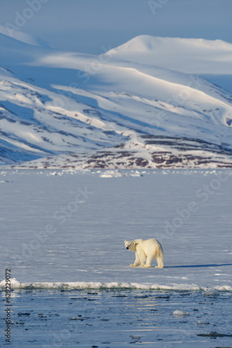 Polar bear walking through the arctic wilderness in Svalbard