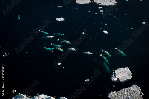 Fotobehang Drone shot of beluga whales diving